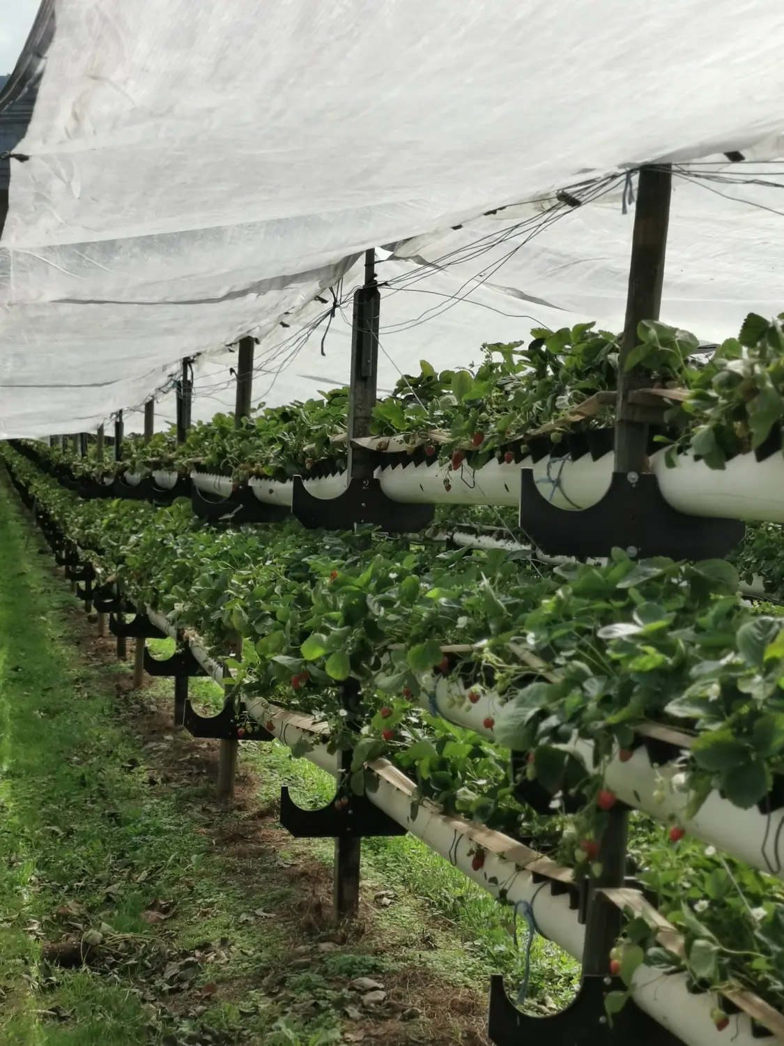 Feigel - Pumpentechnik, Bewässerungssysteme - Erdbeerfarm