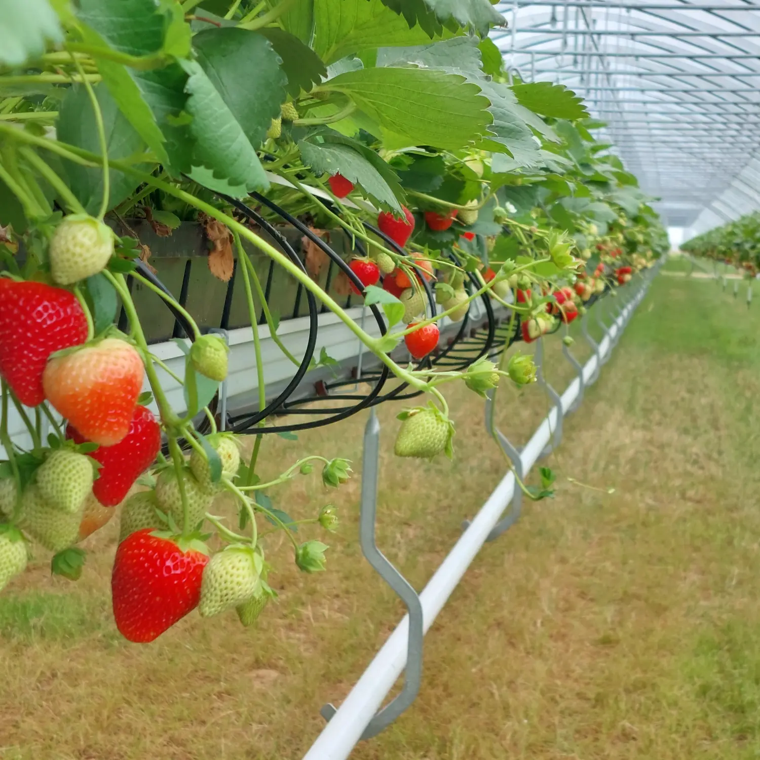 Feigel - Pumpentechnik, Bewässerungssysteme - Erdbeerfarm