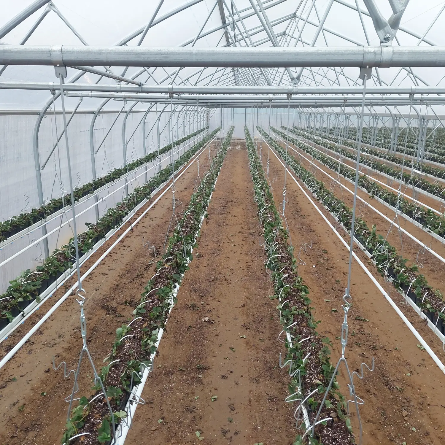 Feigel - Pumpentechnik, Bewässerungssysteme - Erdbeerfarm