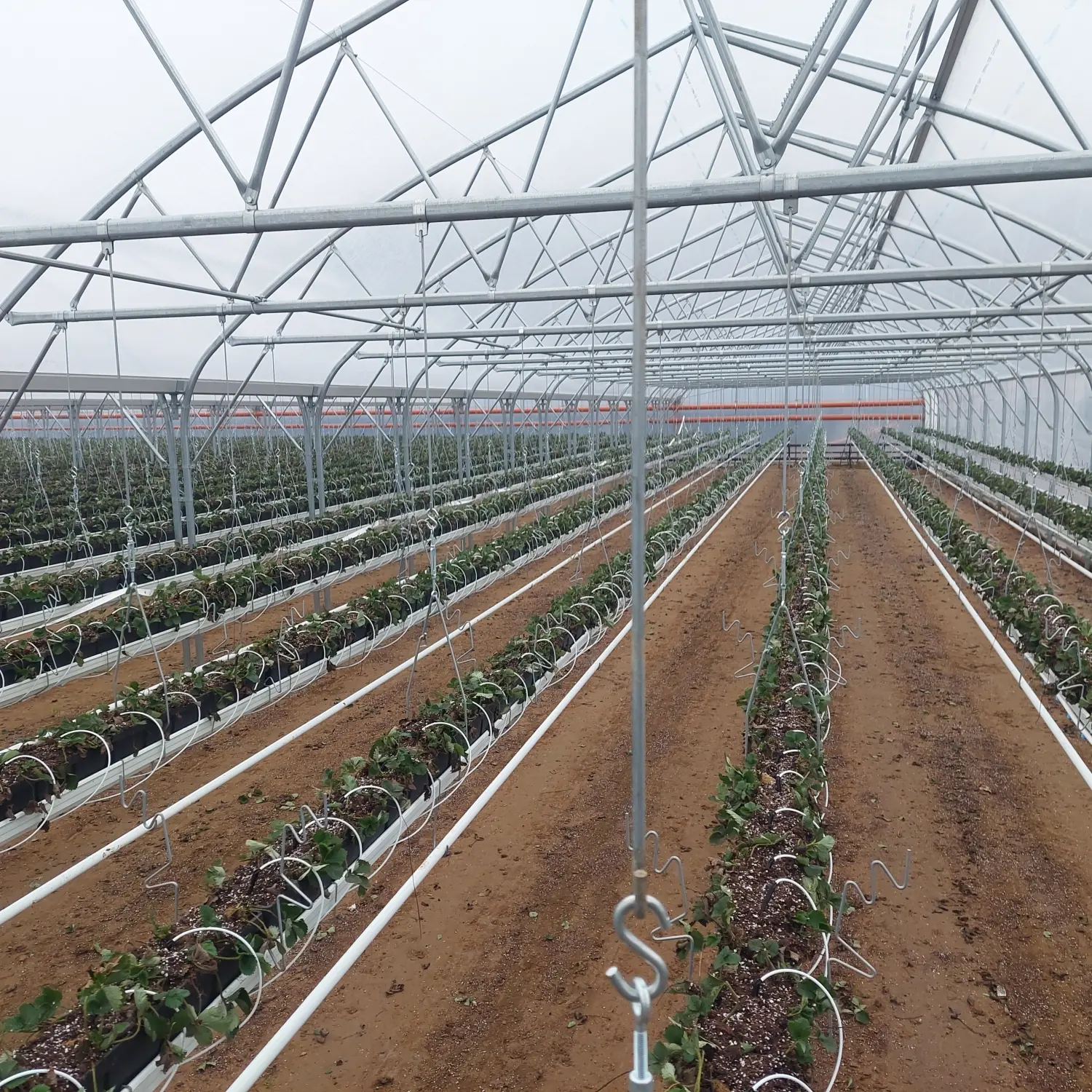 Feigel - Pumpentechnik, Bewässerungssysteme - Erdbeerfarm