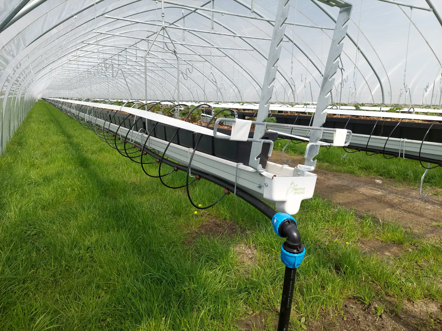 Feigel - Pumpentechnik, Bewässerungssysteme - Erdbeerfarm