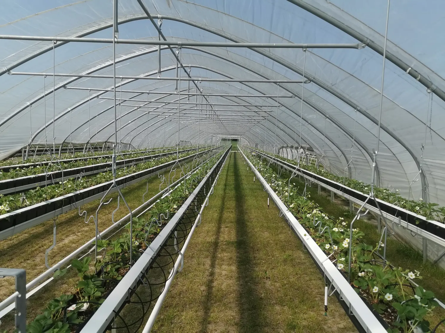 Feigel - Pumpentechnik, Bewässerungssysteme - Erdbeerfarm