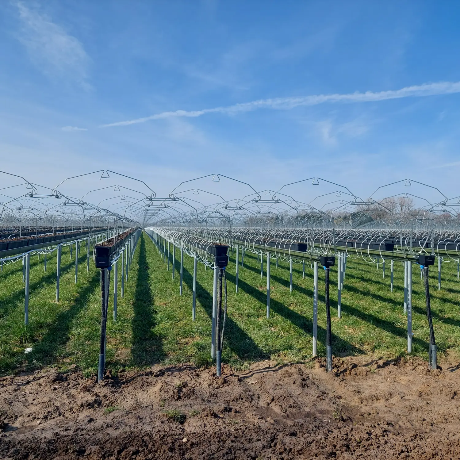 Feigel - Pumpentechnik, Bewässerungssysteme - Erdbeerfarm