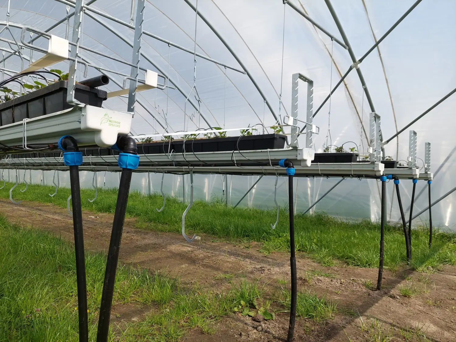 Feigel - Pumpentechnik, Bewässerungssysteme - Erdbeerfarm