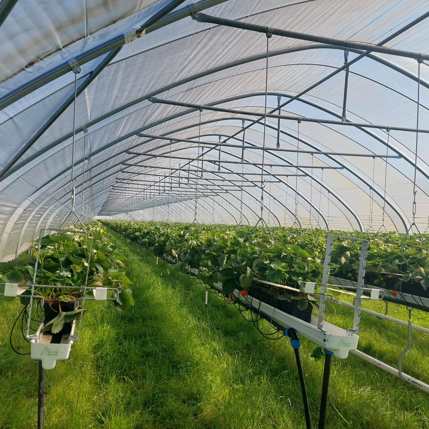 Feigel - Pumpentechnik, Bewässerungssysteme - Erdbeerfarm