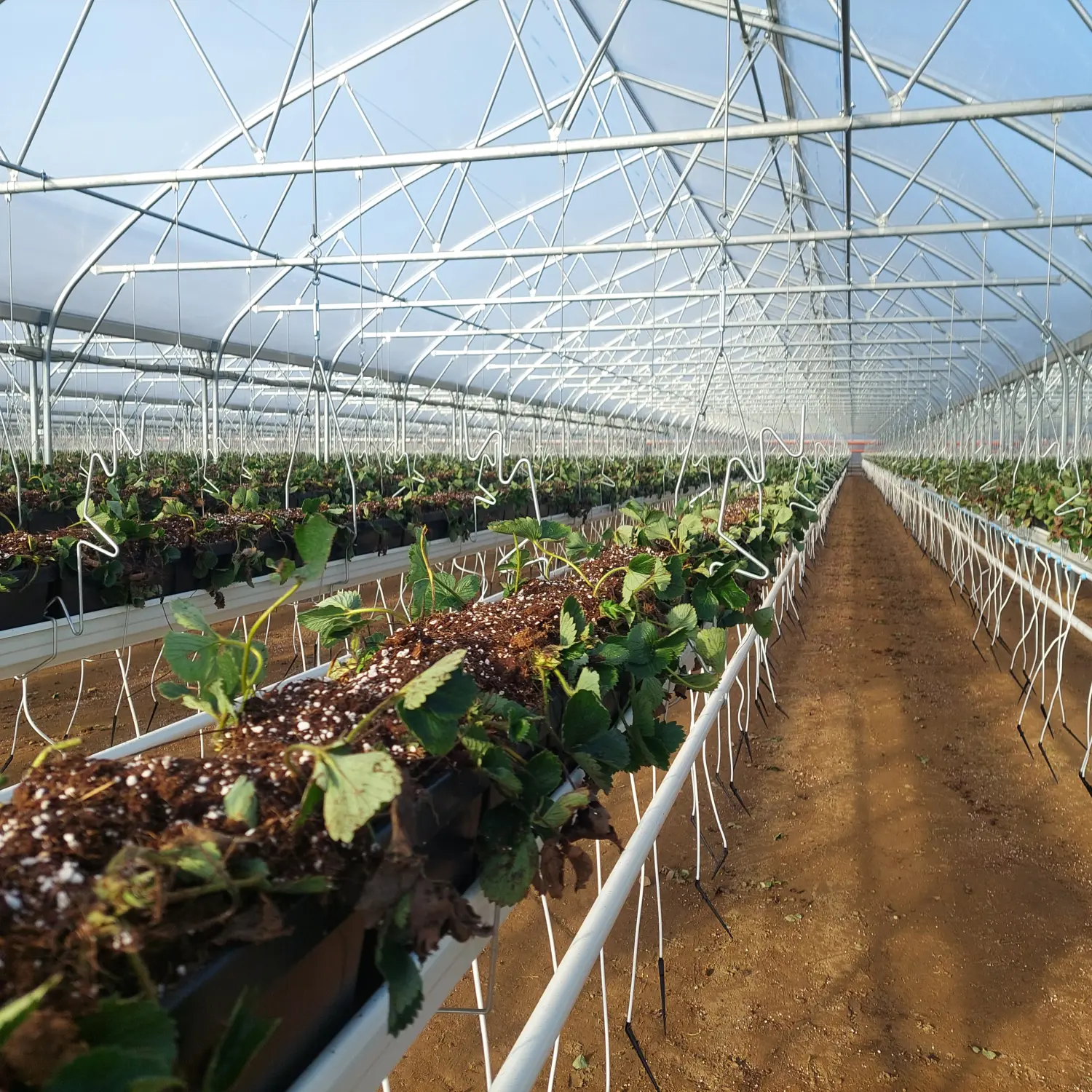 Feigel - Pumpentechnik, Bewässerungssysteme - Erdbeerfarm