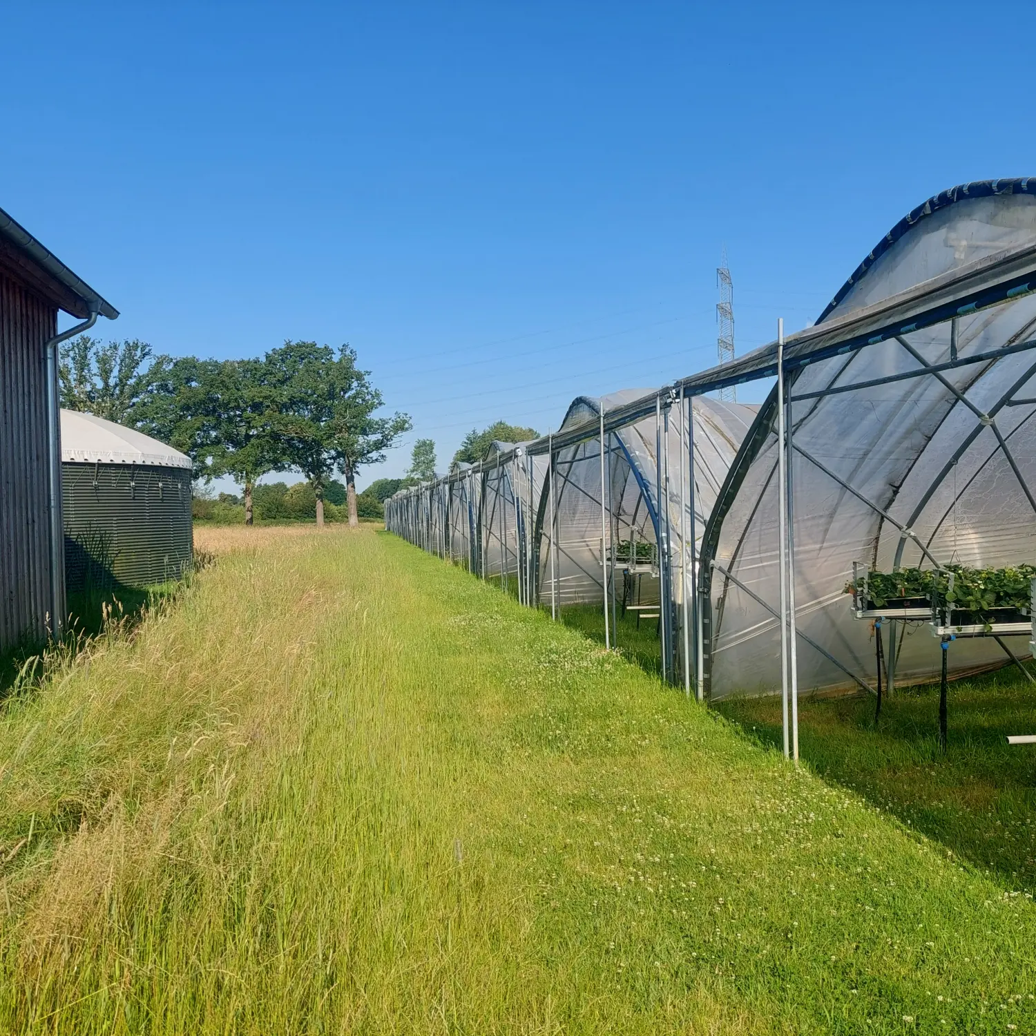 Feigel - Pumpentechnik, Bewässerungssysteme - Erdbeerfarm
