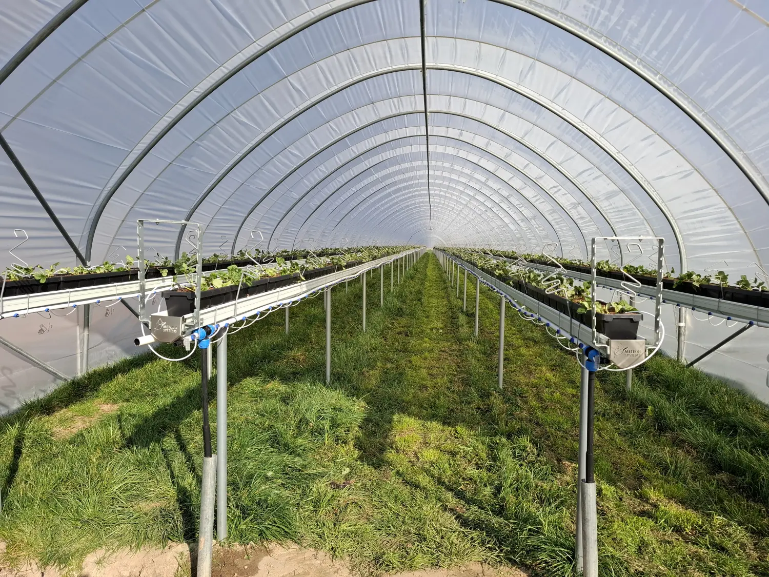 Feigel - Pumpentechnik, Bewässerungssysteme - Erdbeerfarm