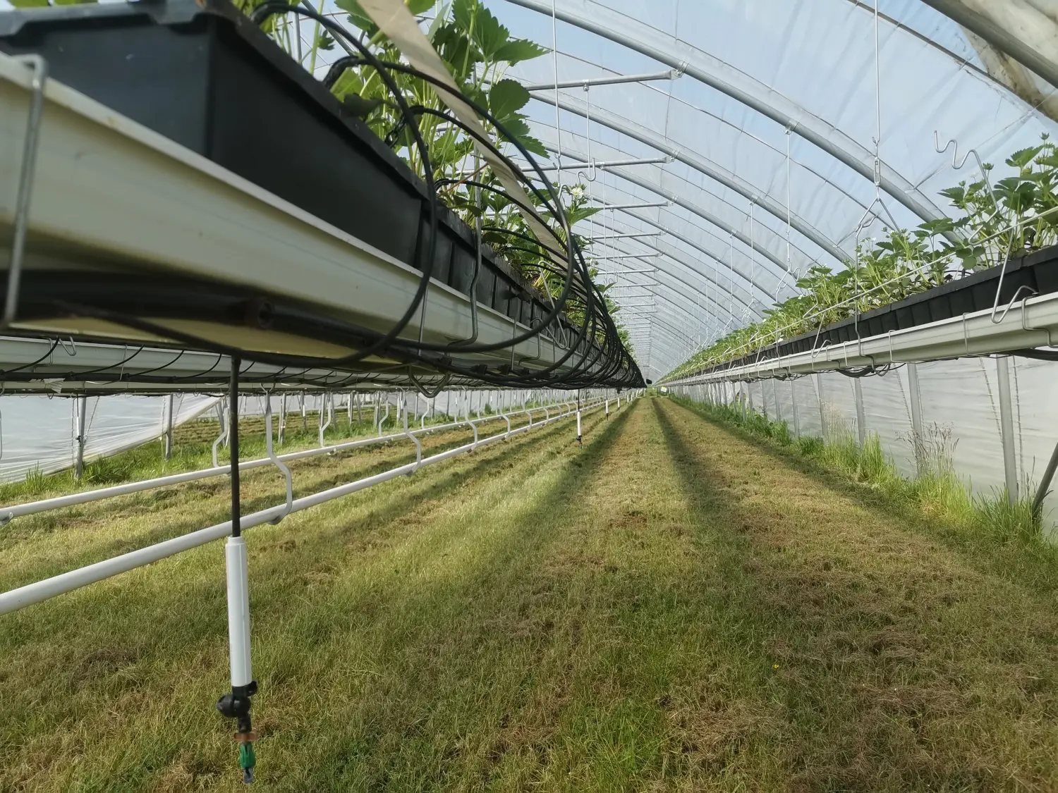 Feigel - Pumpentechnik, Bewässerungssysteme - Erdbeerfarm