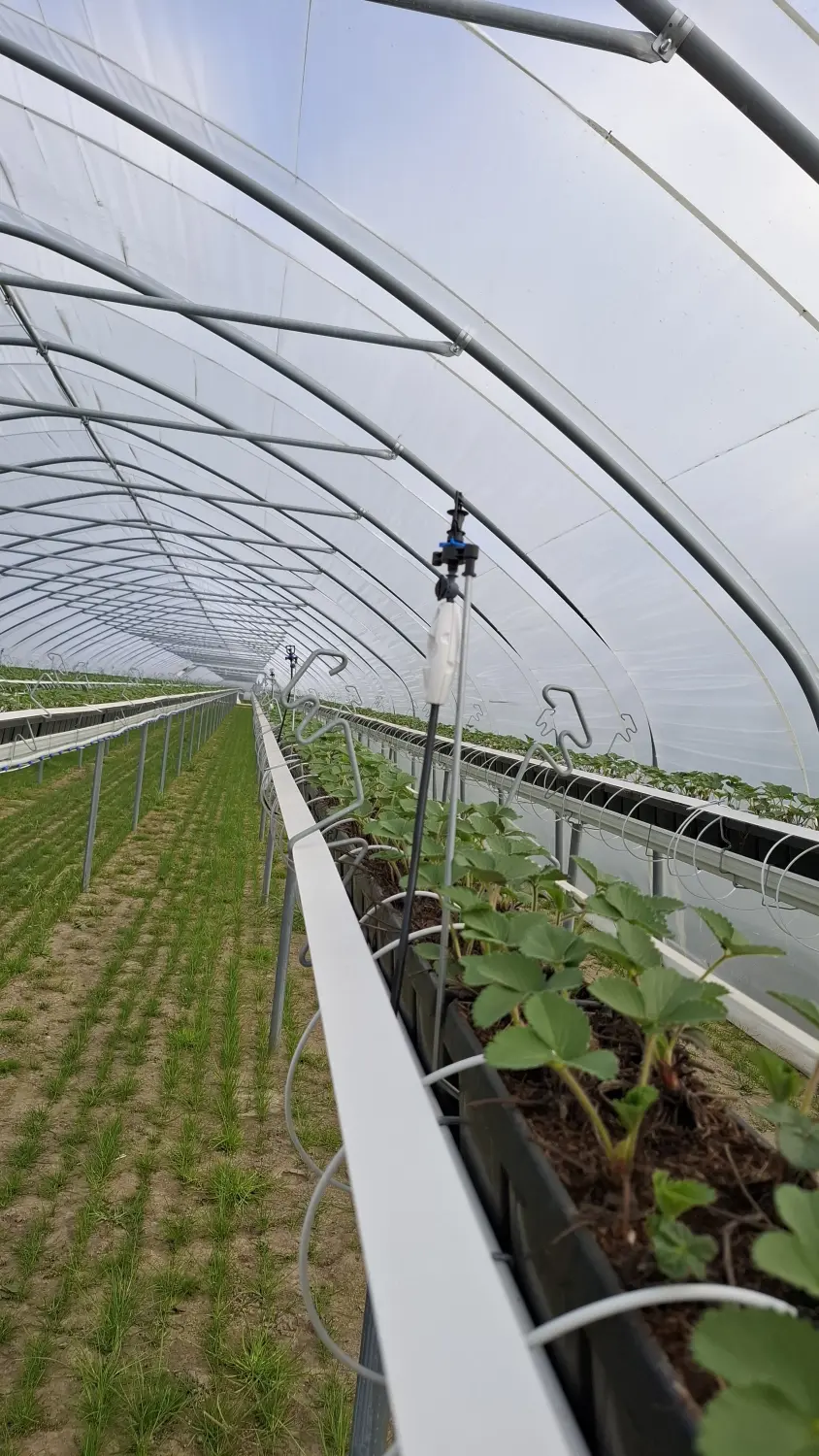 Feigel - Pumpentechnik, Bewässerungssysteme - Erdbeerfarm